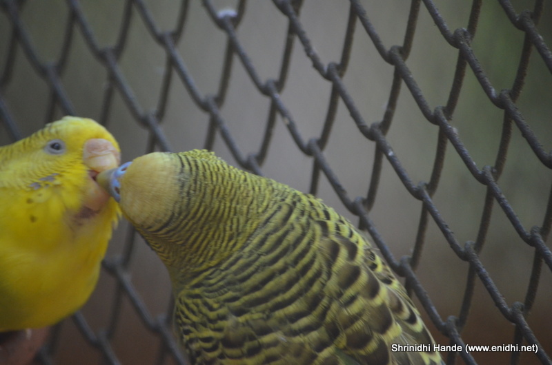 Birds feeding each other eNidhi India Travel Blog