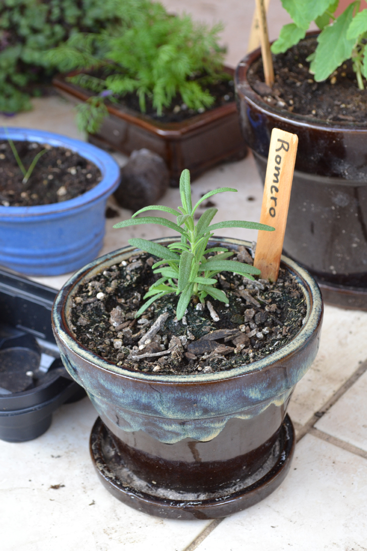 Container Gardening in Puerto Rico Roll Call