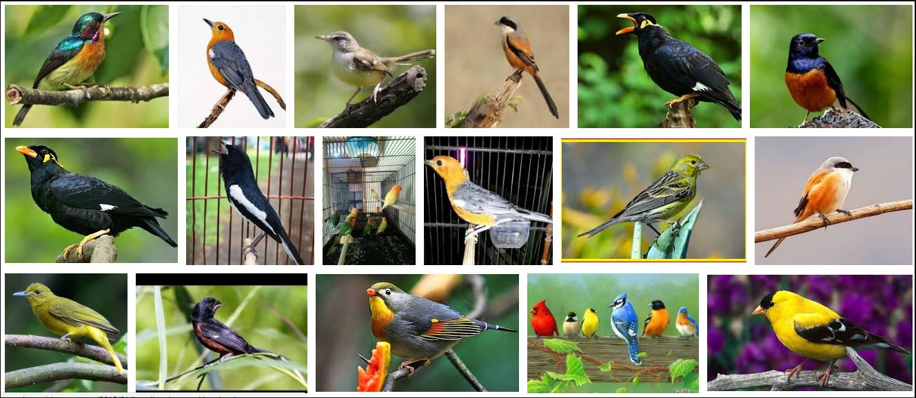 10 Daftar Jenis Burung Kicau Paling Di Minati Dan Populer Di