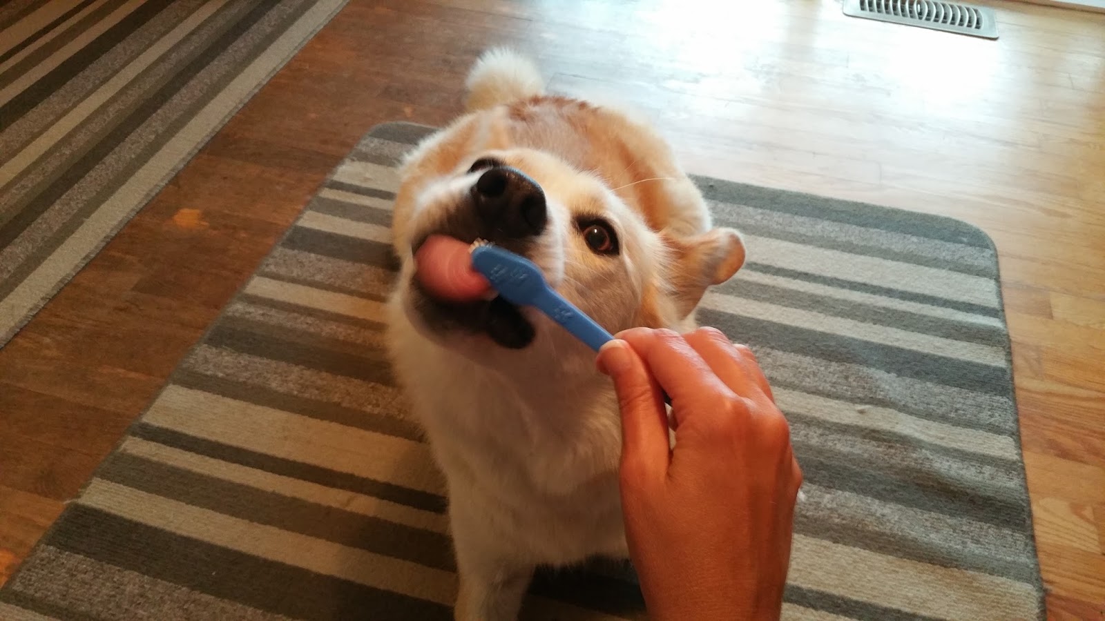 Tips for Dog Owners Do you brush your dog’s teeth?