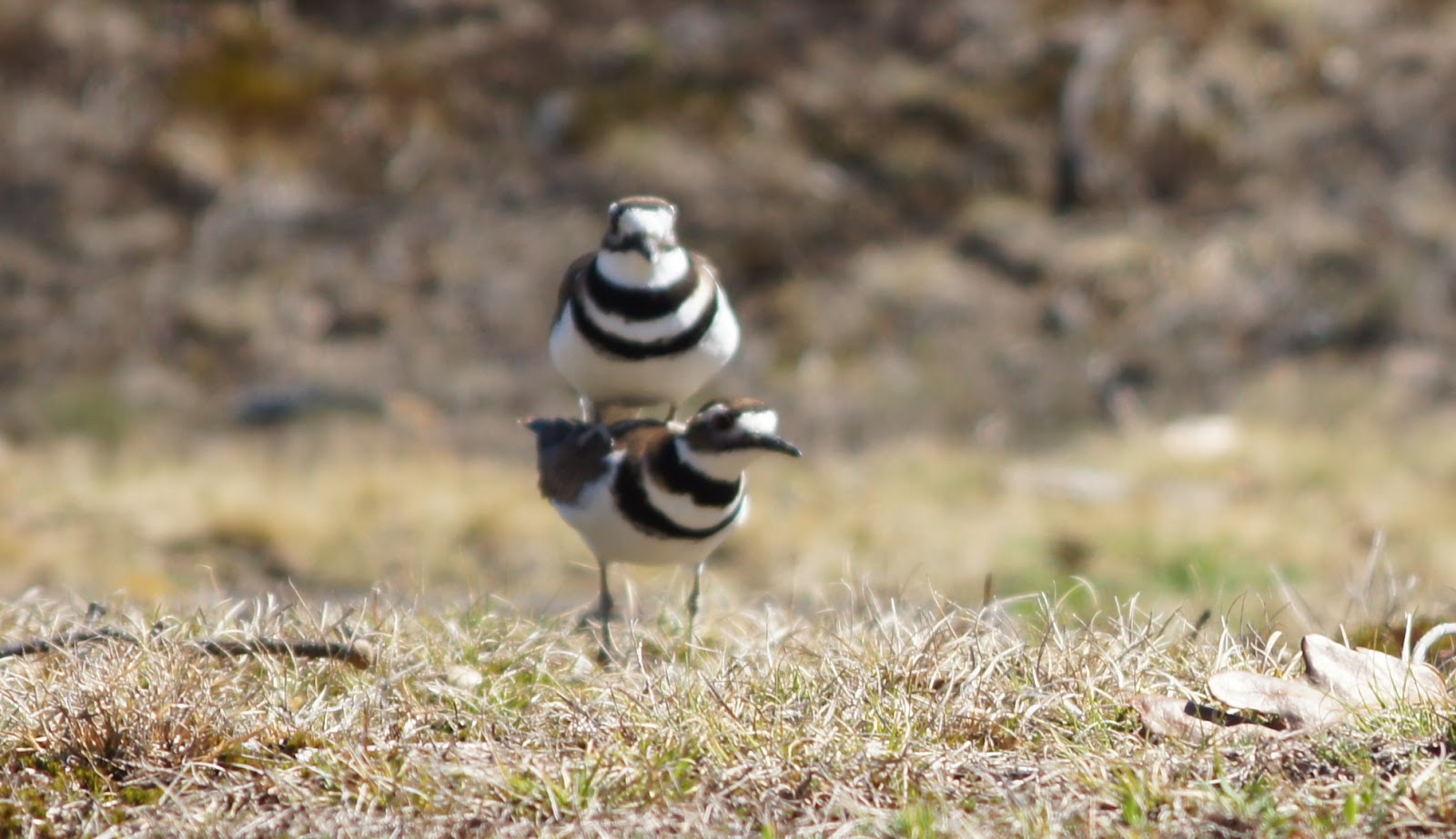 Things with Wings: Killdeer - Mating Season