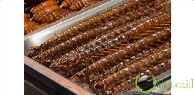 Sate lipan di Donghuamen Night Market