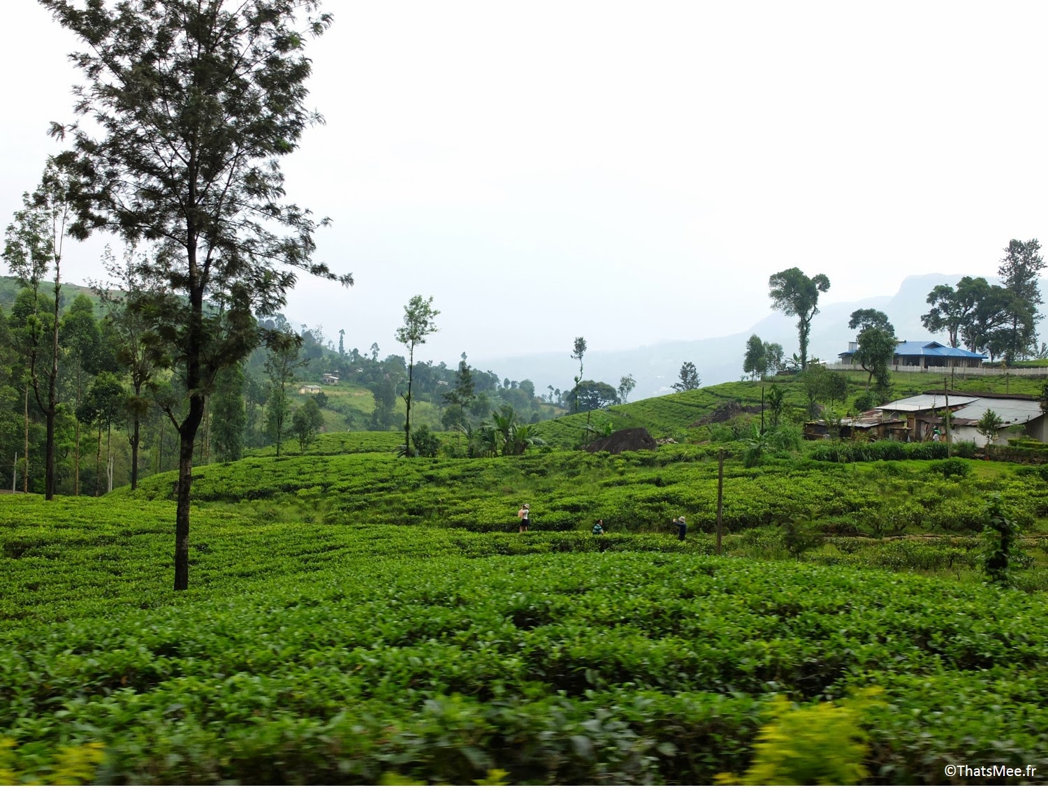 Plantations de thé vue du train Sri-Lanka train bleu Ella