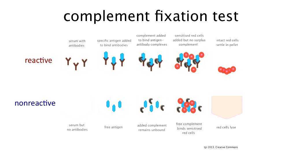 Latex fixation test