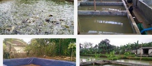 Ini Dia Panduan Cara Budiddaya Ikan Lele Di Kolam Semen