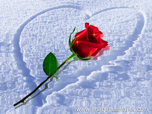Imágenes de ramo de rosas para el día de la madre de corazon Imagines tiernas de rosa dentro del corazón en nieve con agua