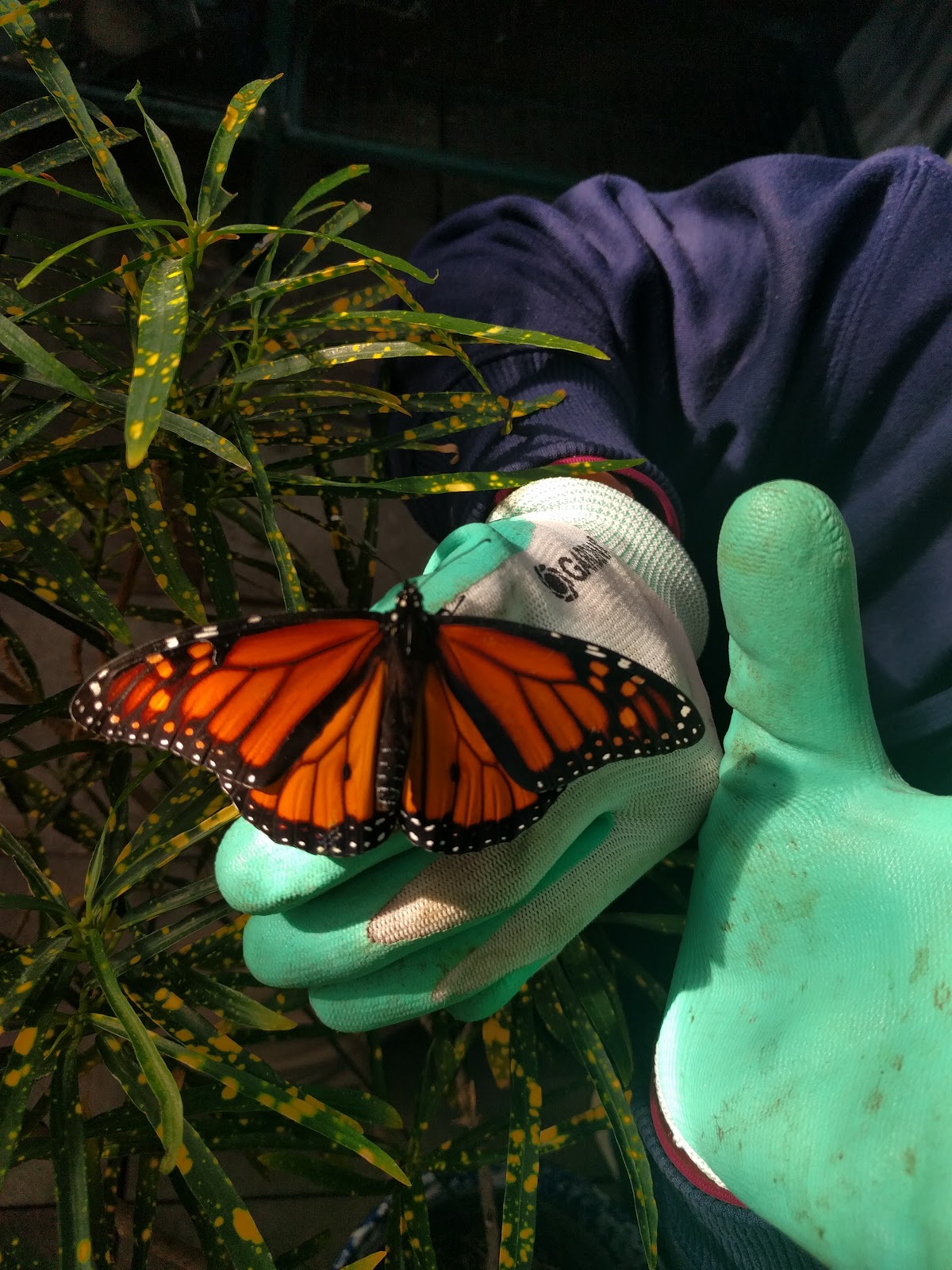 powchau Friday, December 16, 2016 Currently, Hojas Tea House