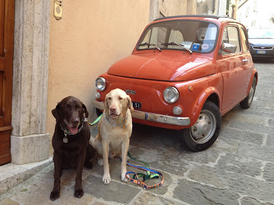 Flying Dogs To Italy : Boomer and Harley in Montepulciano, Italy (Thanksgiving 2012)