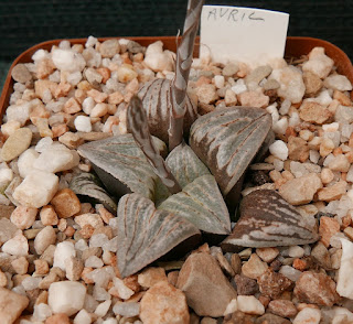 Haworthia maraisii aff - M080328 GM 401 N of Napier