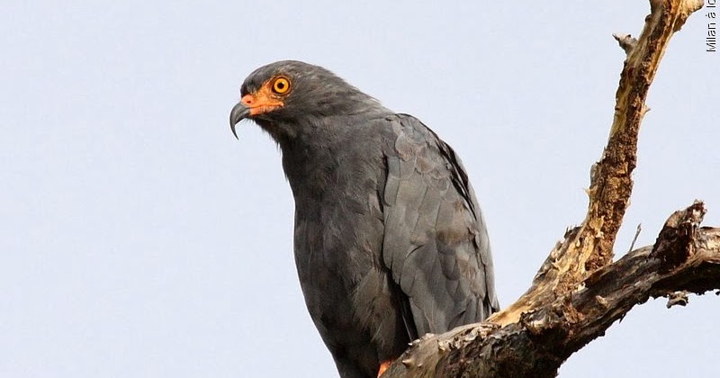 Tierra de águilas, halcones, aguiluchos y otras rapaces Caracolero