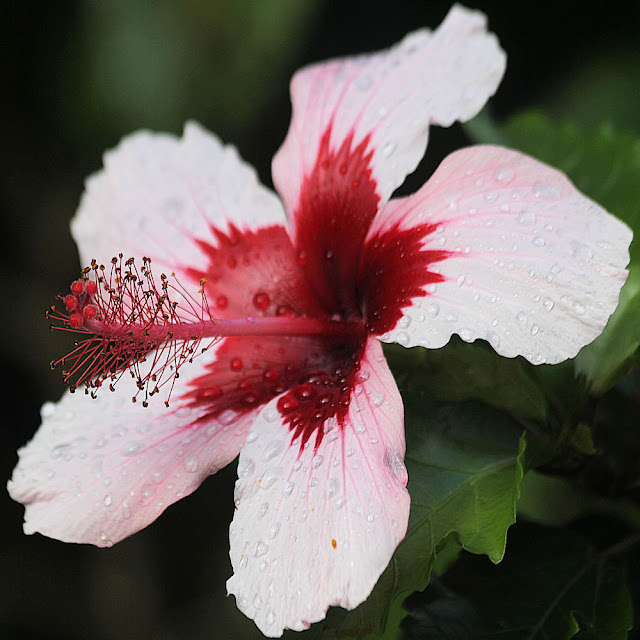 Red Hibiscus Flower Photo