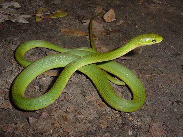 Most Amazing: Rough Green Snake