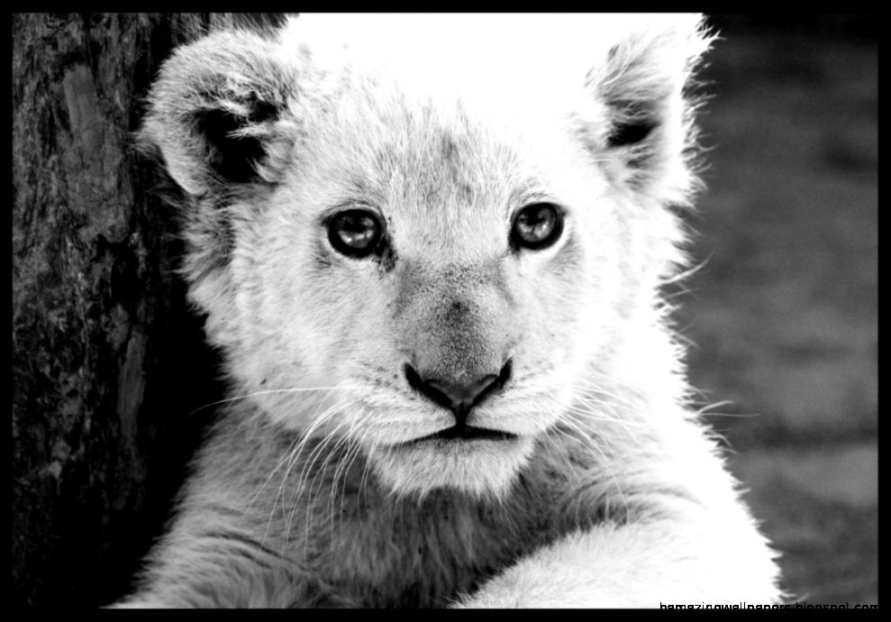 White Lion Cub by TonallyTormented on DeviantArt