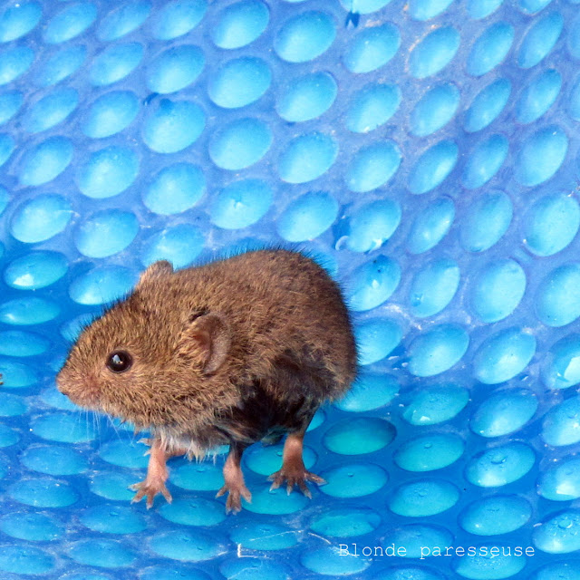 Blonde Paresseuse Alors, t