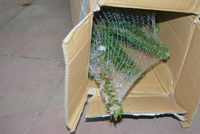 Wonnie: Mein Weihnachtsbaum kommt per Post. (Sponsored Post)