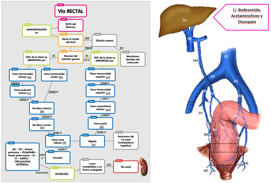 Farmacología I 2016 Ruta que siguen los fármaco por 3 distintas vías