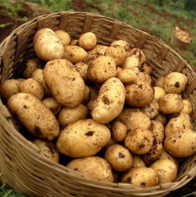 Cara Menanam Kentang, Mulai Dari Pembibitan, Pengolahan Tanah ...