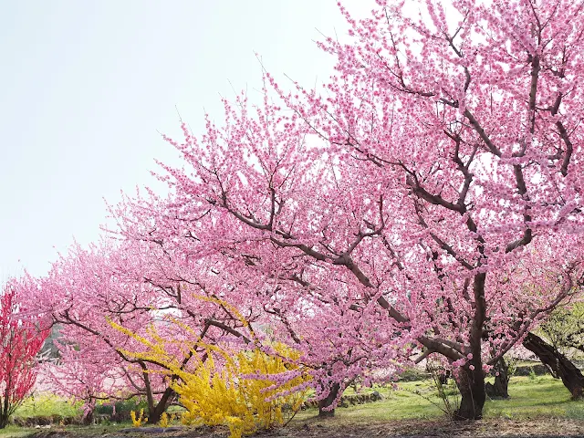 桃の花祭り黒駒会場　菜の花