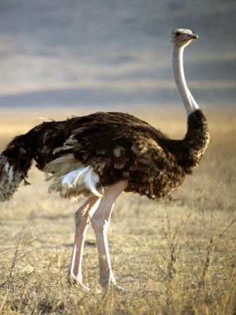 Burung Unta Jenis Burung yang Tidak Bisa Terbang