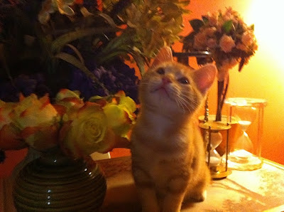Kitten with roses - Stein Your Florist Co. Kitten with roses - Stein Your Florist Co.