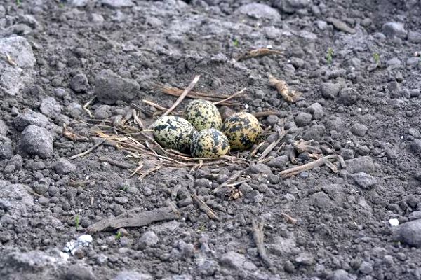 Different types of Birds’ Nests: Part 1 - ARUNACHALA BIRDS