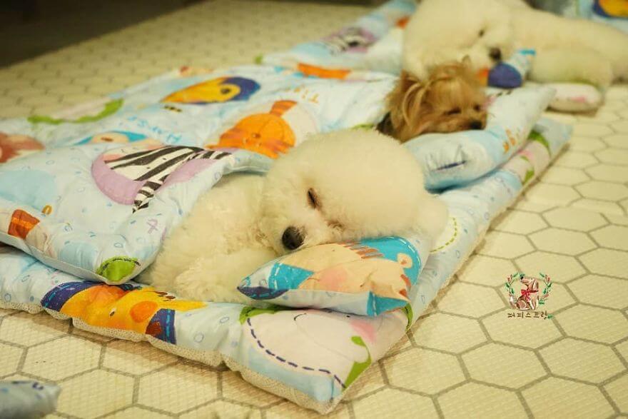 Adorable Pictures Puppies Are Napping In A Puppy Daycare Center