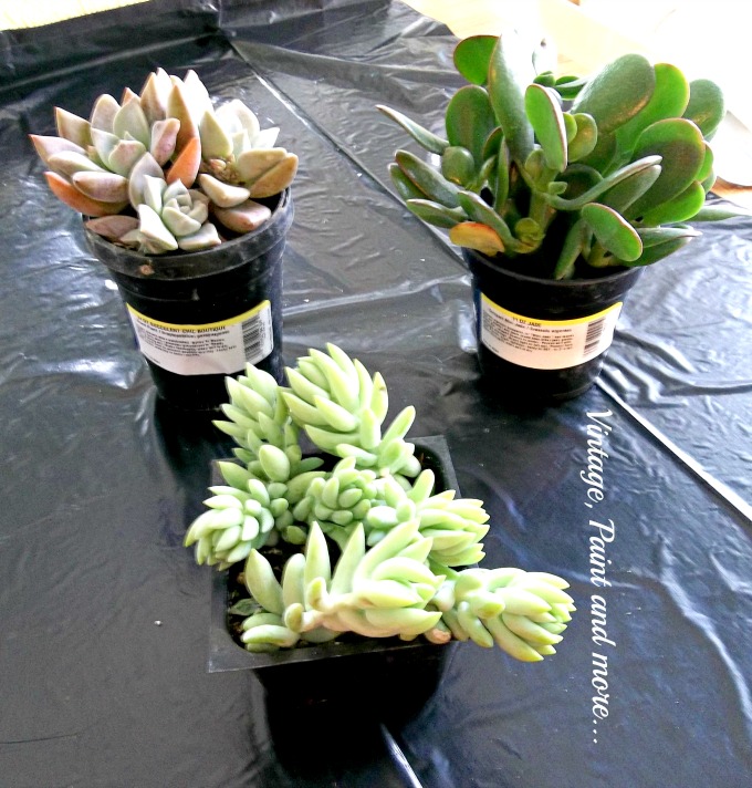 Succulents in Upcycled Dollar Store Pots - succulents, gardening with succulents, jade plant