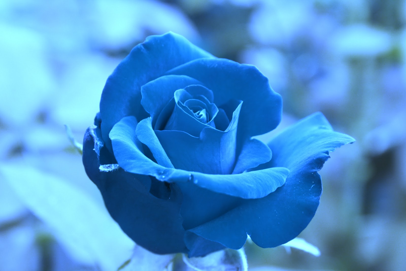 Beautiful Blue Roses... Big Collection Spot