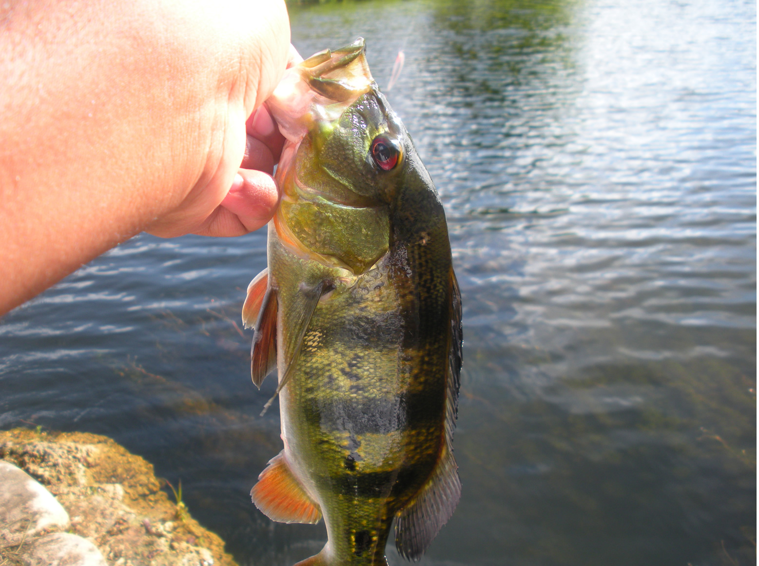 peacock bass fish peacock bass fish