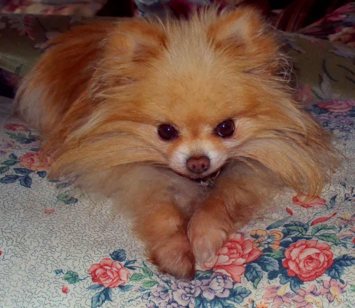 Dog Training, Puppy Training, Behaviour Modification, Rehabilitation