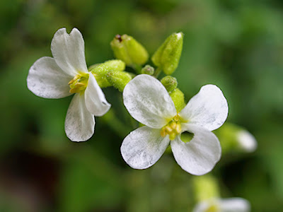 Rabaniza blanca (Diplotaxis erucoides)flor blanca
