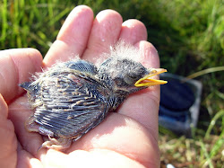 bird birds season breeding