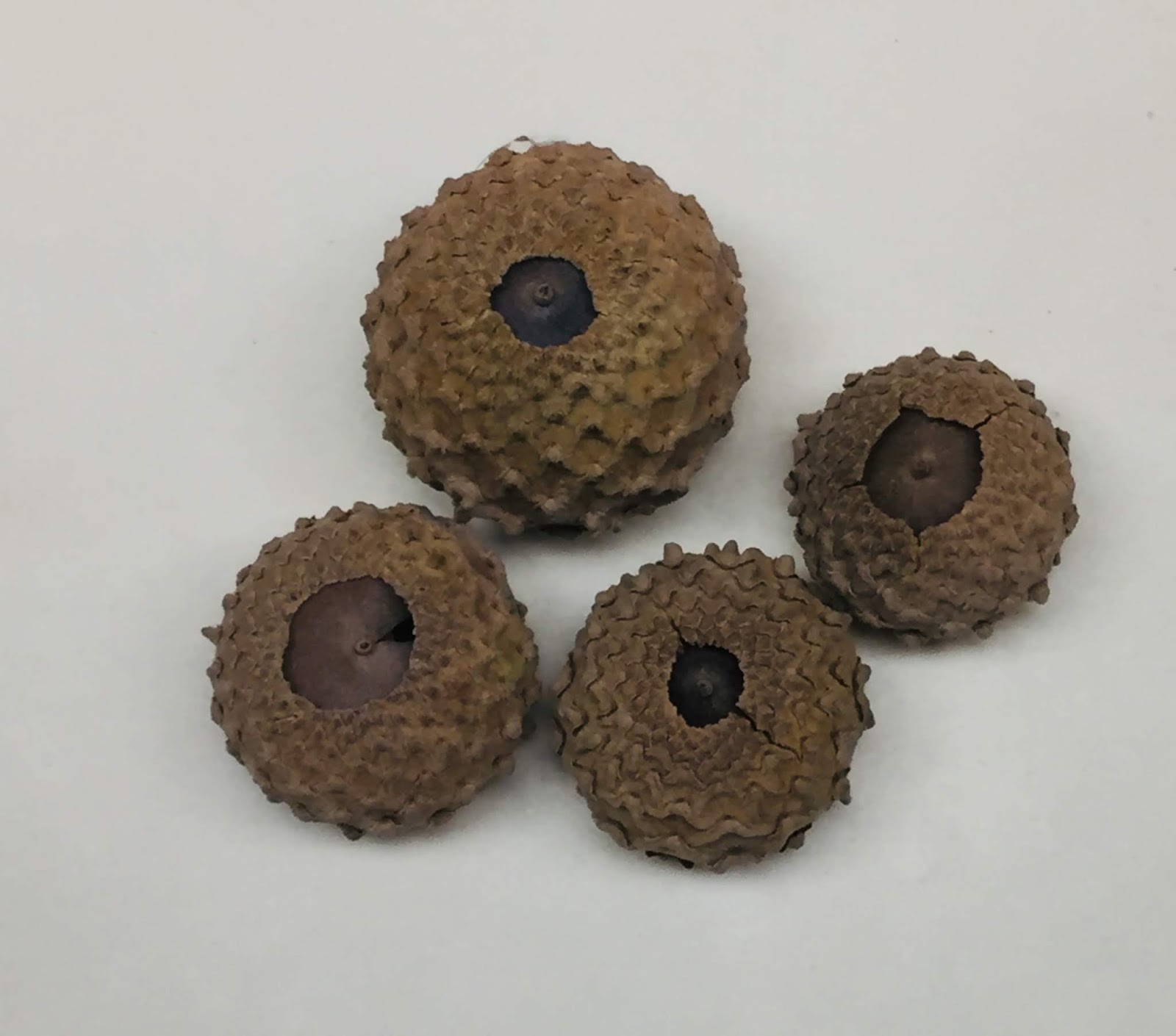 The Phytophactor: What's up with these acorns?