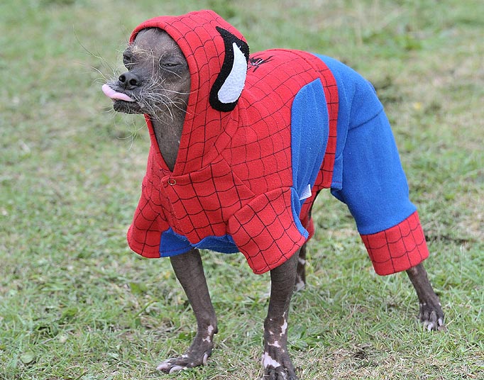 the extravaganza . Spiderdog . LOL
