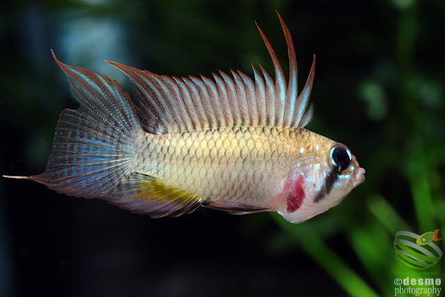 Apistogramma megaptera