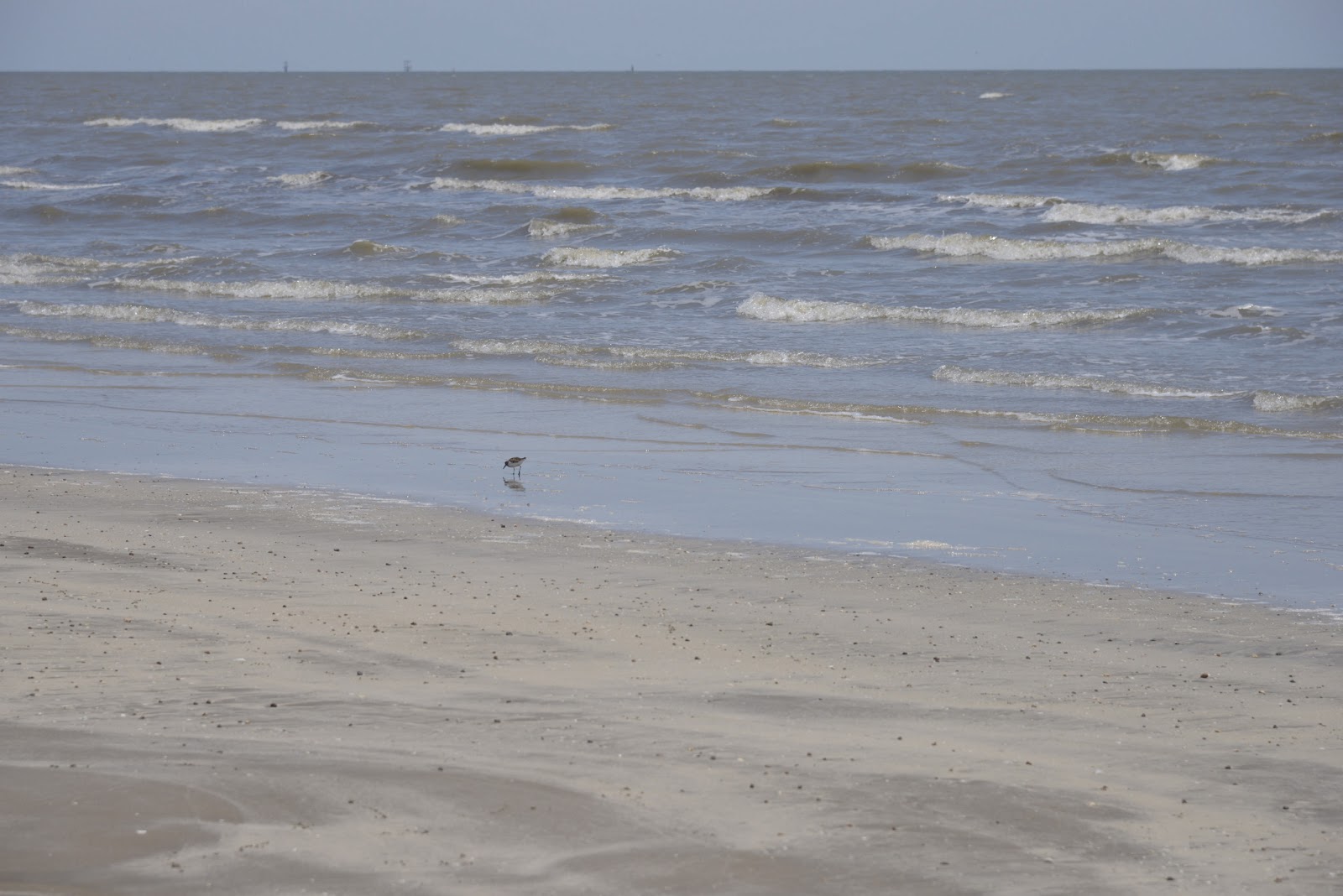 Turkey Tales and Frog Fables: Sea Rim State Park, Sabine Pass and Texas ...