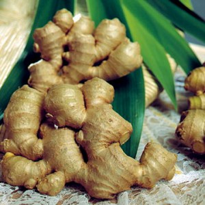 obat wasir paling ampuh