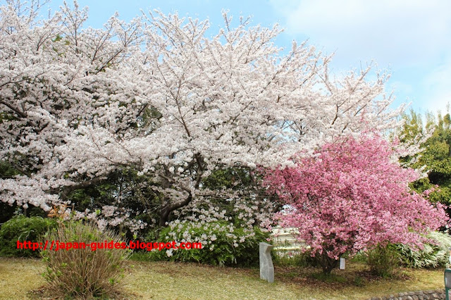 Sakura Osaka Expo70 Park