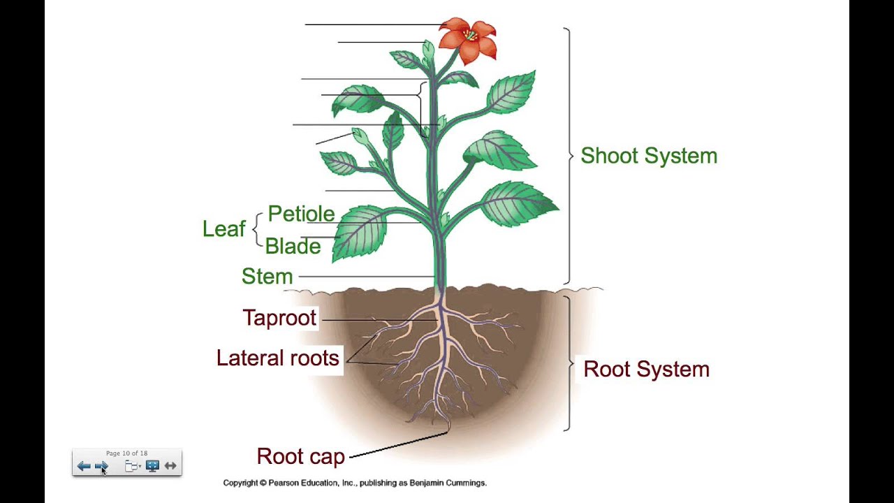 Plant structure. Plant. Plant body structures. Plant diagram.