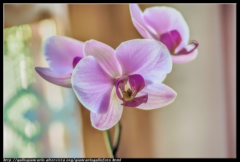 orchid