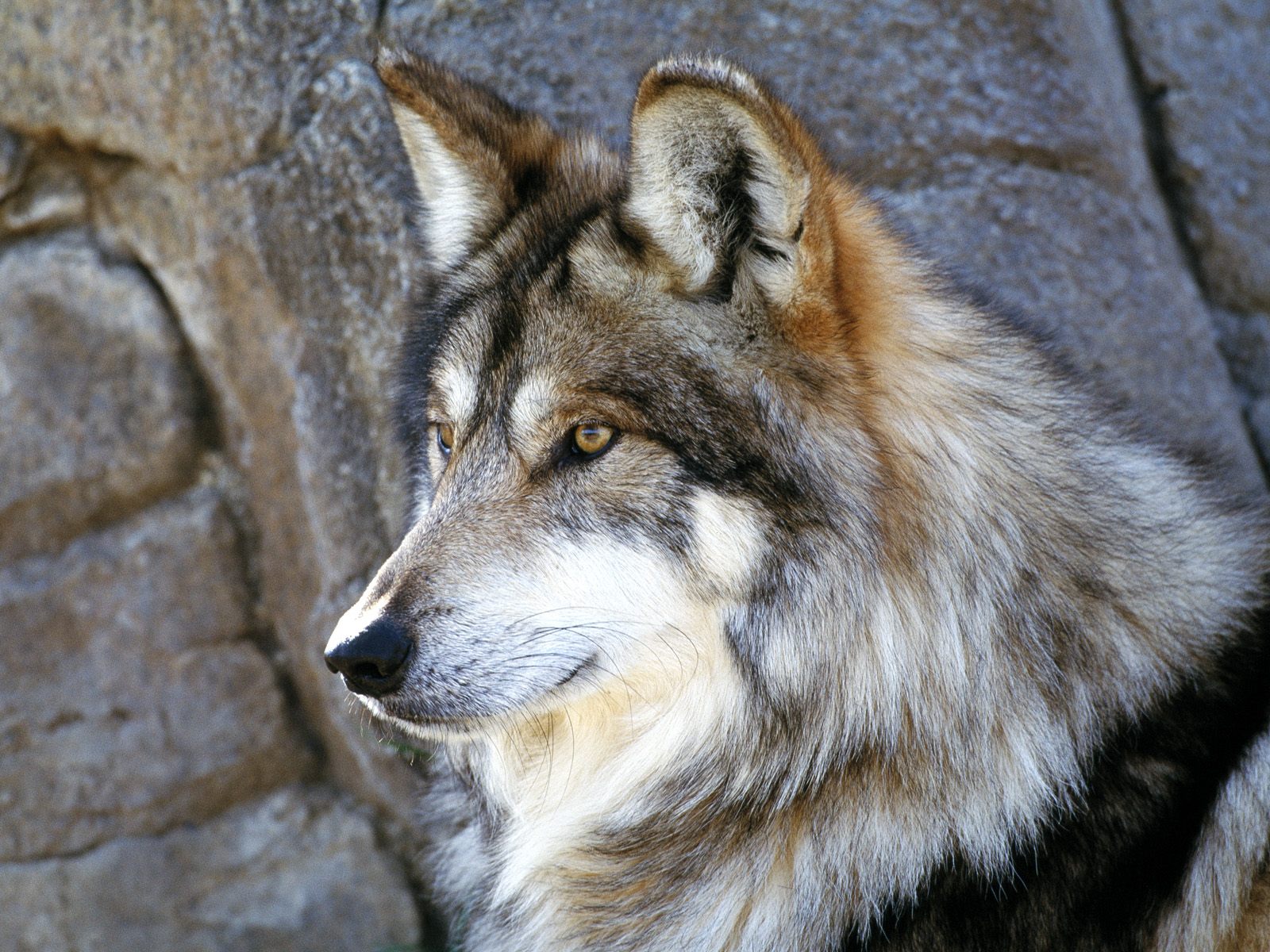 gambar hewan - foto serigala putih