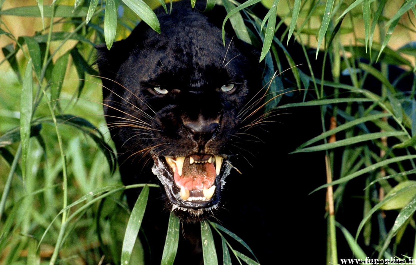 Black Panther Animal