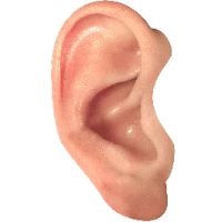 Ear (telinga) Ear (telinga)