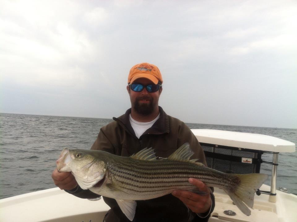 Maine Striper Fishing Charters & Reports Hotline 2076910745 Maine