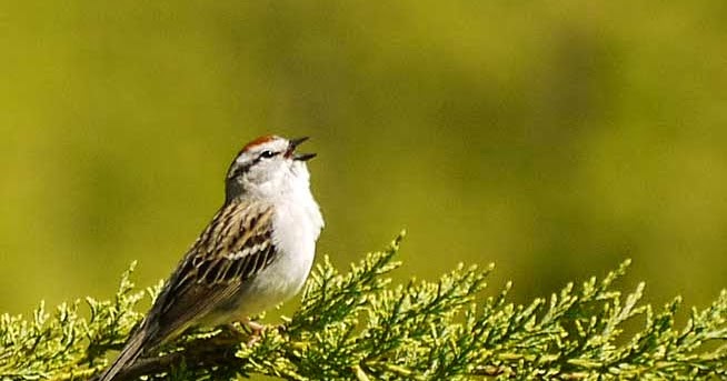 Download Suara Burung Kenari Isian Gereja Mp3