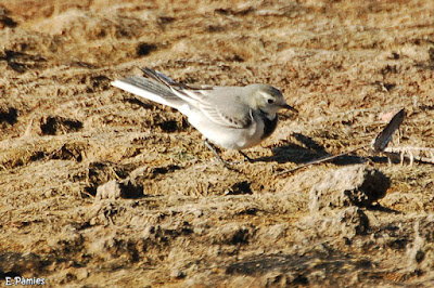 Cuereta blanca (Motacilla alba)