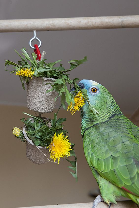 Parrot Friendly Fruits And Greens What And How To Feed Your Pet Birds
