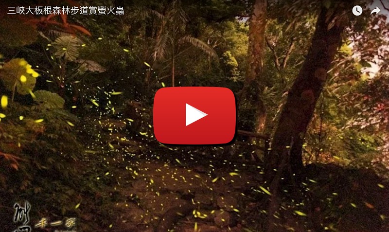 螢火蟲、油桐花、季高緯度熱帶雨林|三峽 大板根森林溫泉渡假村