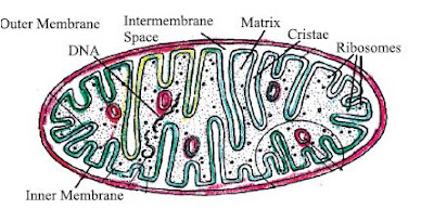 Mitochondria: