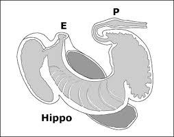 Biologi Vertebrata: Hippopotamus